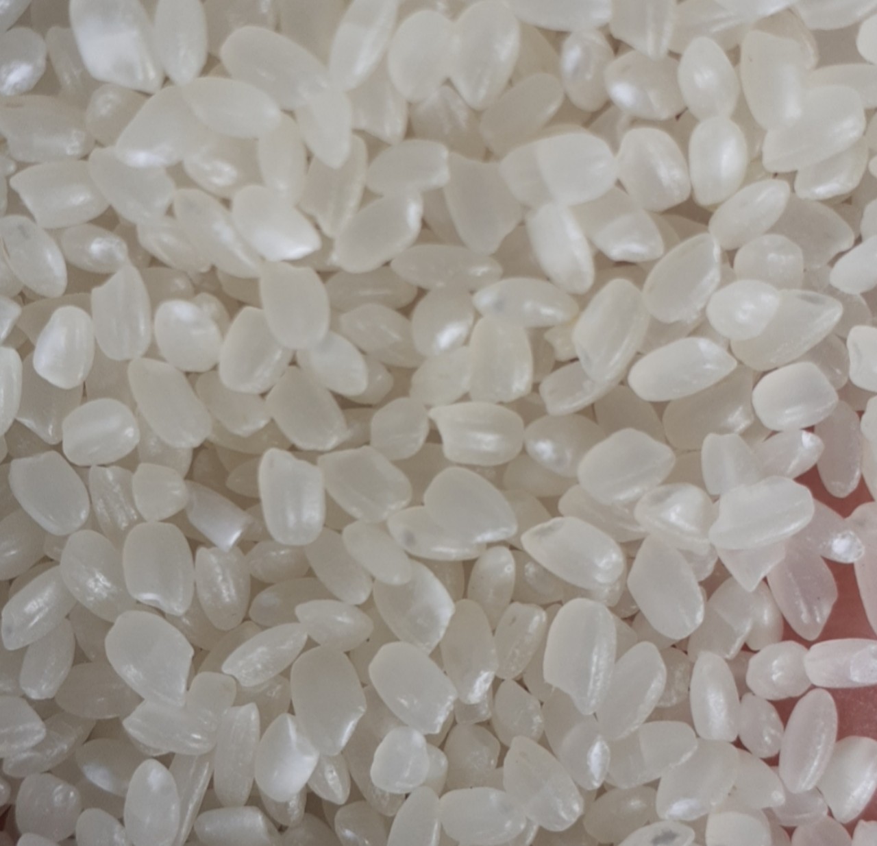 VIETNAM JAPONICA RICE 5% BROKEN – GRADE A