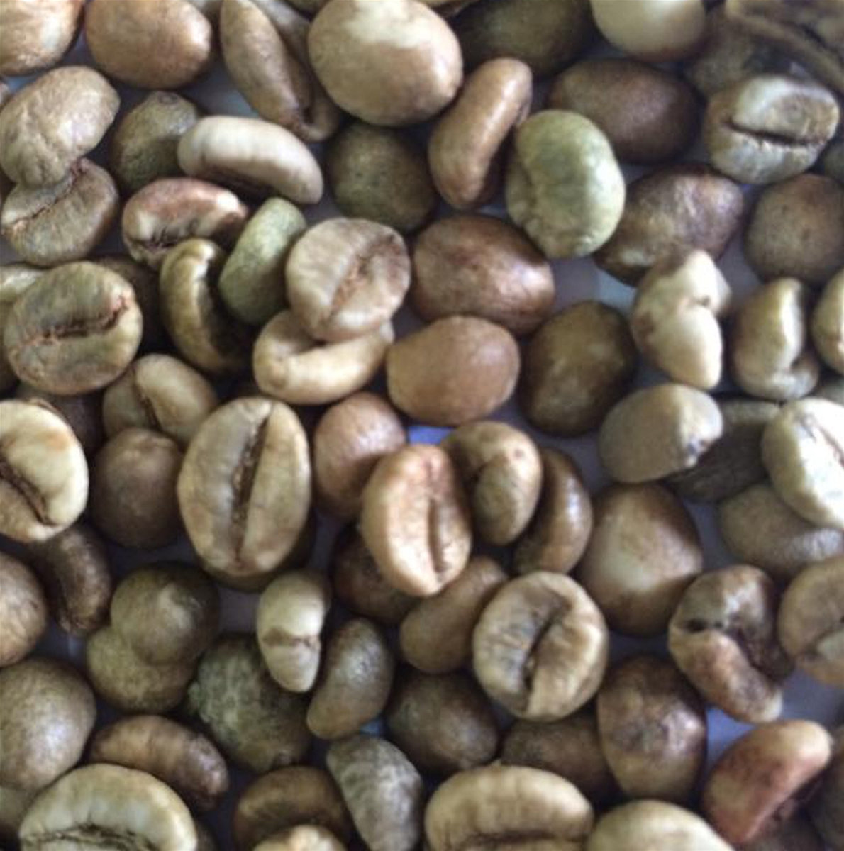 VIETNAM WET UNPOLISHED ROBUSTA GREEN COFFEE BEANS GRADE 1. SCR18