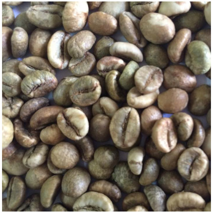 VIETNAM CLEAN ROBUSTA COFFEE BEANS GRADE 1. SCR16