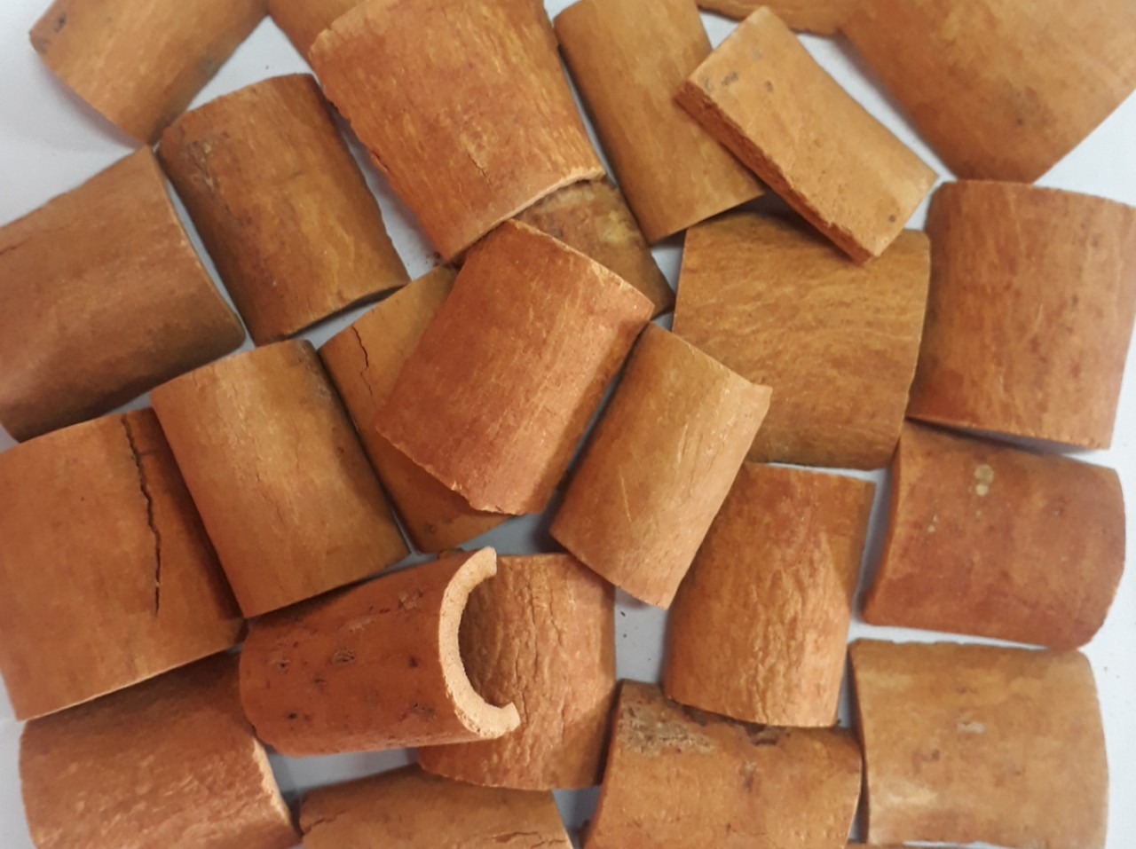 Pre-cleaned round cut cassia batch with consistent cinnamon tone