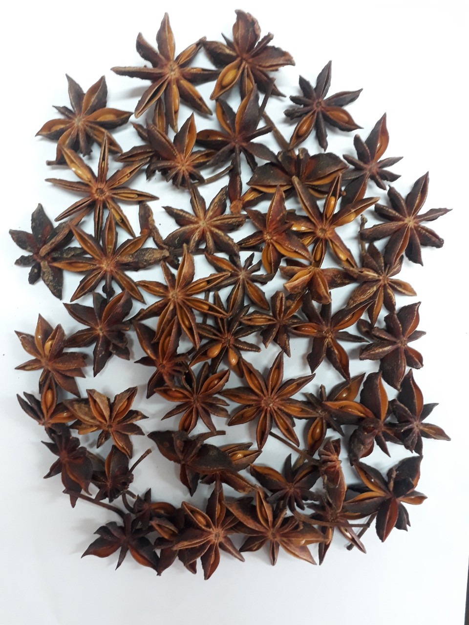 VIETNAM STAR ANISE WITH STEM SPRING CROP