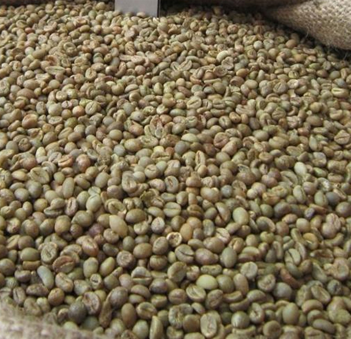 VIETNAM ROBUSTA GREEN COFFEE BEANS SCR13 GRADE 2