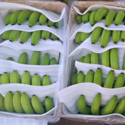 VIETNAM FRESH CAVENDISH BANANA