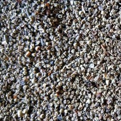 VIETNAM PINEHEAD BLACK PEPPER