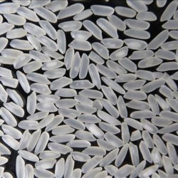 VIETNAM HAM CHAU MEDIUM GRAIN RICE 5% BROKEN – GRADE A ( CAMOLINO RICE
