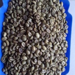 VIETNAM WET POLISHED ROBUSTA COFFEE BEANS GRADE 1. SCR16
